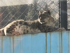 -青藏高原野生动物园
