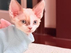 -佑安动物医院·全科·内窥镜中心(幸福巷店)