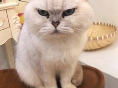 -共舞时光猫咖·狗咖(新街口店)