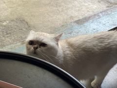 -喵屿·大理花园猫咖