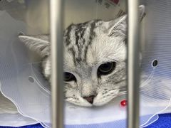 -中农国际动物医院24小时·猫科·骨科·急重症中心