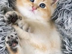 -纳吉亚猫专科动物医院·北北分院