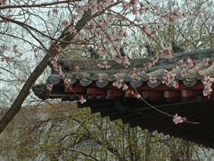 -桃花堤公园
