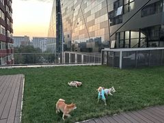 -百好乐宠物友好餐厅(朝外大街店)