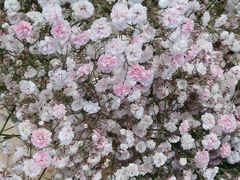 满天星-谷莠子花艺气球派对·绿植造景·花艺沙龙(东海缤纷天地店)