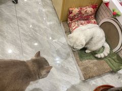 -芭比堂动物医院·24小时·眼科中心(深圳中心)
