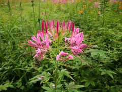 -紫颐香薰山谷景区