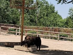 -青藏高原野生动物园