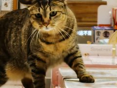 -猫的天空之城概念书店(杭州南宋御街店)