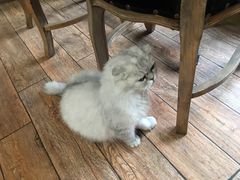 -more than meow吴止猫主题餐厅(承德 中船汇店)