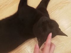 -猫咪派对(江南西店)