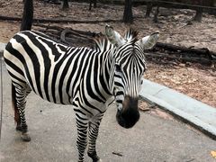 -清迈夜间动物园