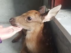 -浣熊柯尔鸭土拨鼠·电玩咖