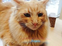 -藏猫猫咖啡主题馆(中央大道店)