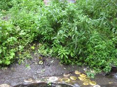 -峡谷浮石林景区