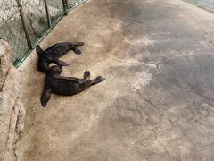 -西霞口神雕山野生动物世界