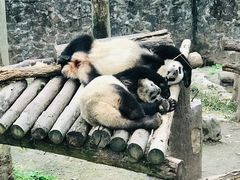 -都江堰中华大熊猫苑
