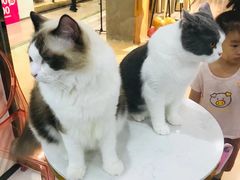 -糯米喵星人·撸猫猫舍咖啡馆(西市场嘉华店)