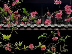 -棠湖公园