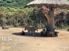 -芽庄珍珠岛游乐园
