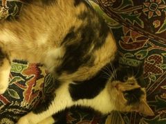 猫色咖啡-猫色咖啡·猫咖
