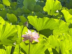 -东升八家郊野公园