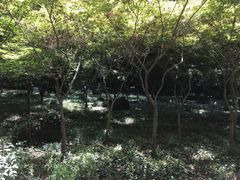 -南京市江宁方山