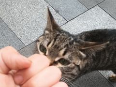 -奔驰上海利星(七宝店)