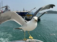 -海驴岛(荣成市)