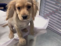 -瑞派福兴宠物医院犬猫全科·骨科·中西医结合(河东店)