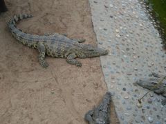 -石家庄市动物园