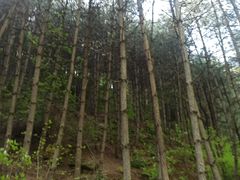 -王顺山国家森林公园