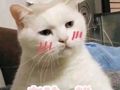 -卡漫莫尼蛋糕(私人定制店)