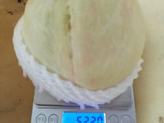 -老袁家蜜桃农场·阳山水蜜桃