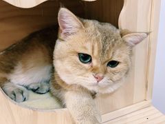 -柴迷FANS CLUB·柴犬狗咖·猫咖