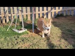 -趣玩宠物乐园寄养训犬训狗游泳池