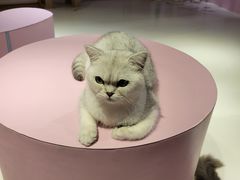 -三花喵·撸猫购宠·宠物生活馆(虹桥南丰城店)