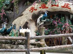 -西双版纳原始森林公园
