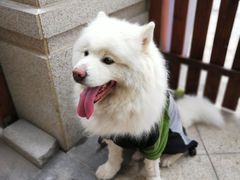 -美联众合宠物医院·爱萌分院·内外科·猫科中心