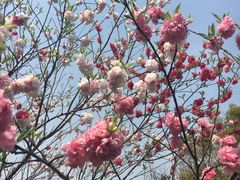 -桃花岛景观公园