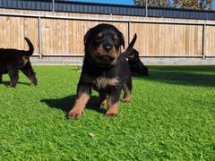 -北京京卫宠物寄养训练中心