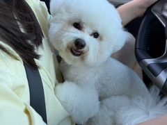 -翊宠yipet猫狗购宠庄园犬舍•猫舍