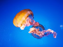 -太平洋海底世界