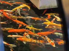 -龙悦湾酒家·八阵鱼生·渔人码头店