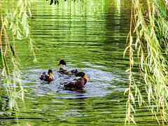 -西溪国家湿地公园