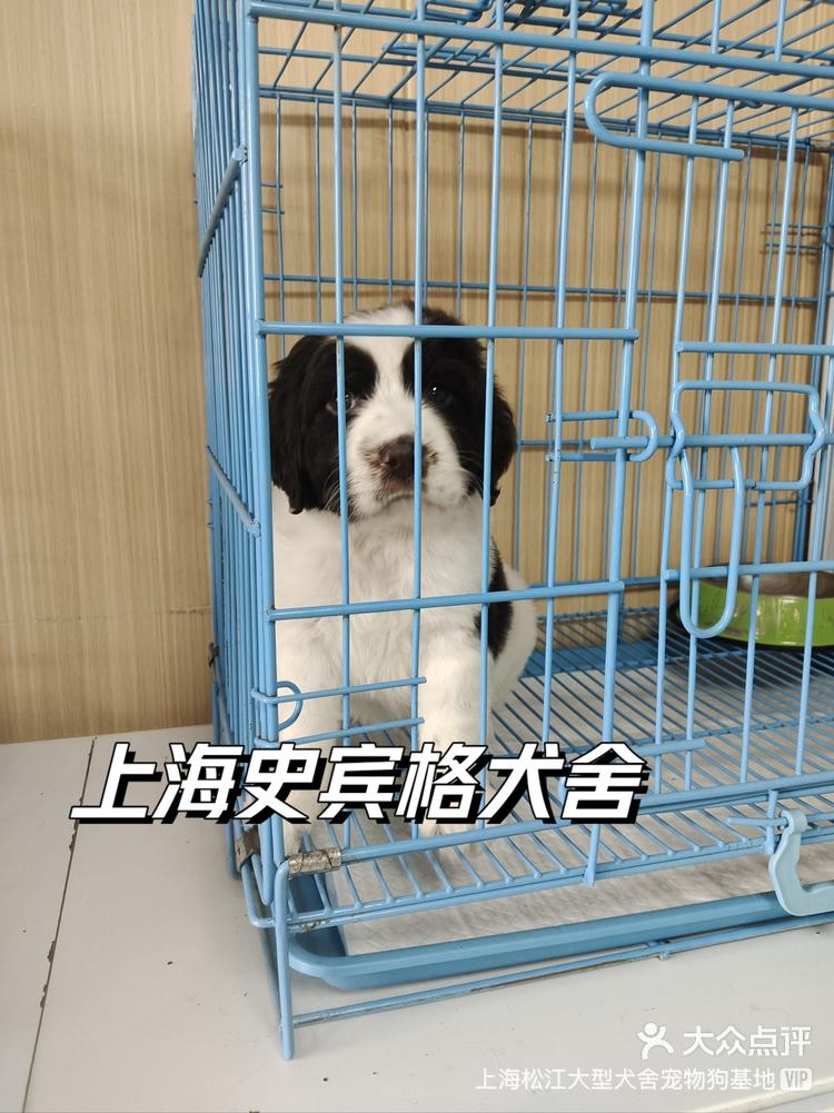 上海史宾格犬舍,欢迎上门挑选-大众点评