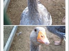 -意大利农场度假村