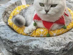 -喵屿·大理花园猫咖