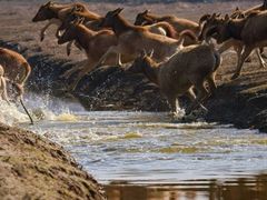 -盐城丹顶鹤湿地生态旅游区