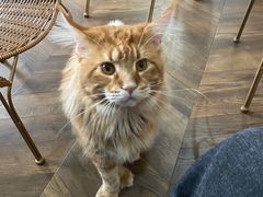 -蓝鲸·缅因猫舍